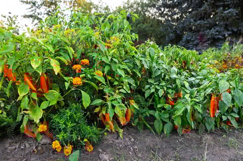 Garden with colorful peppers and marigolds